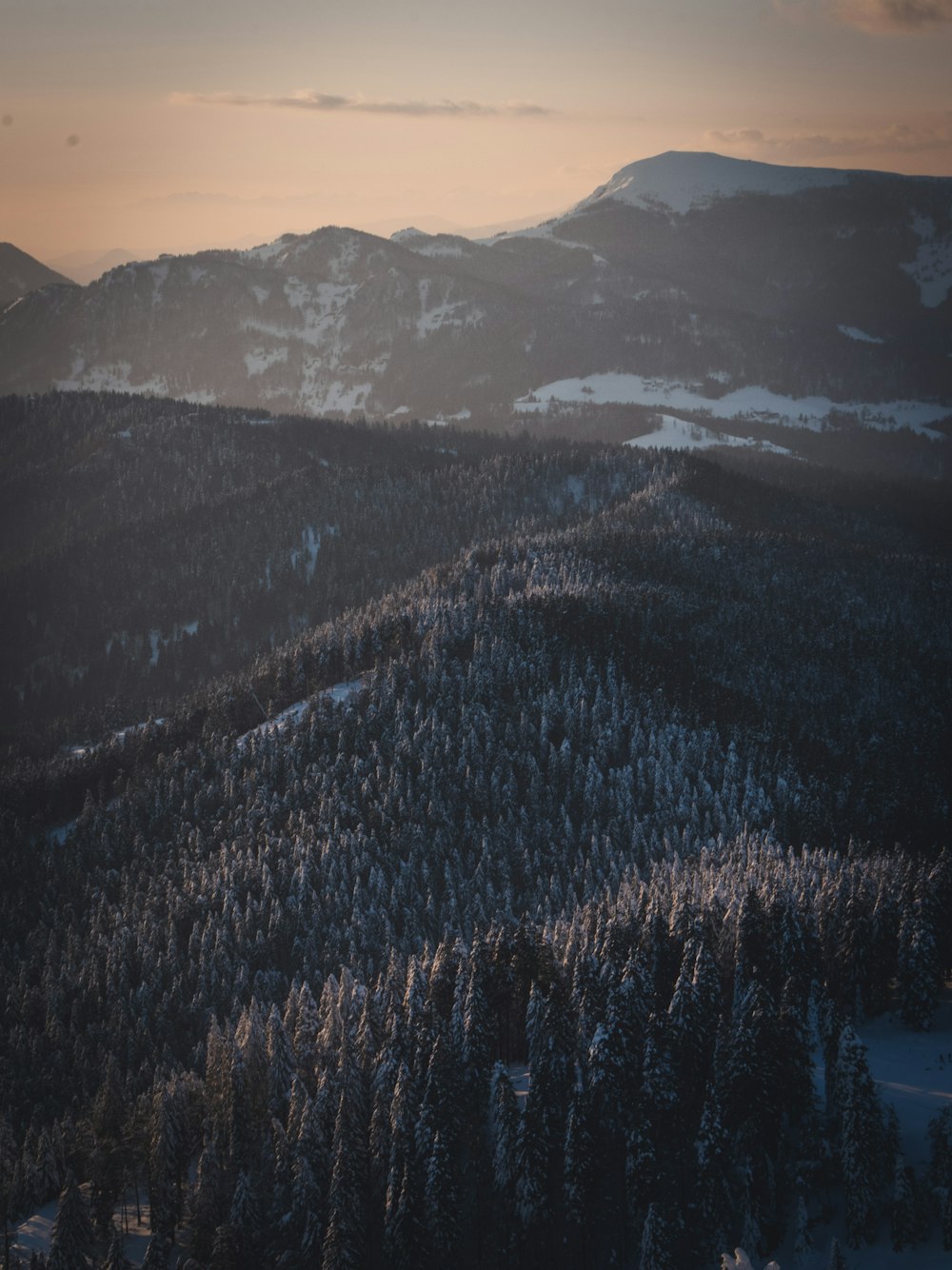 pins verts sur la montagne pendant la journée