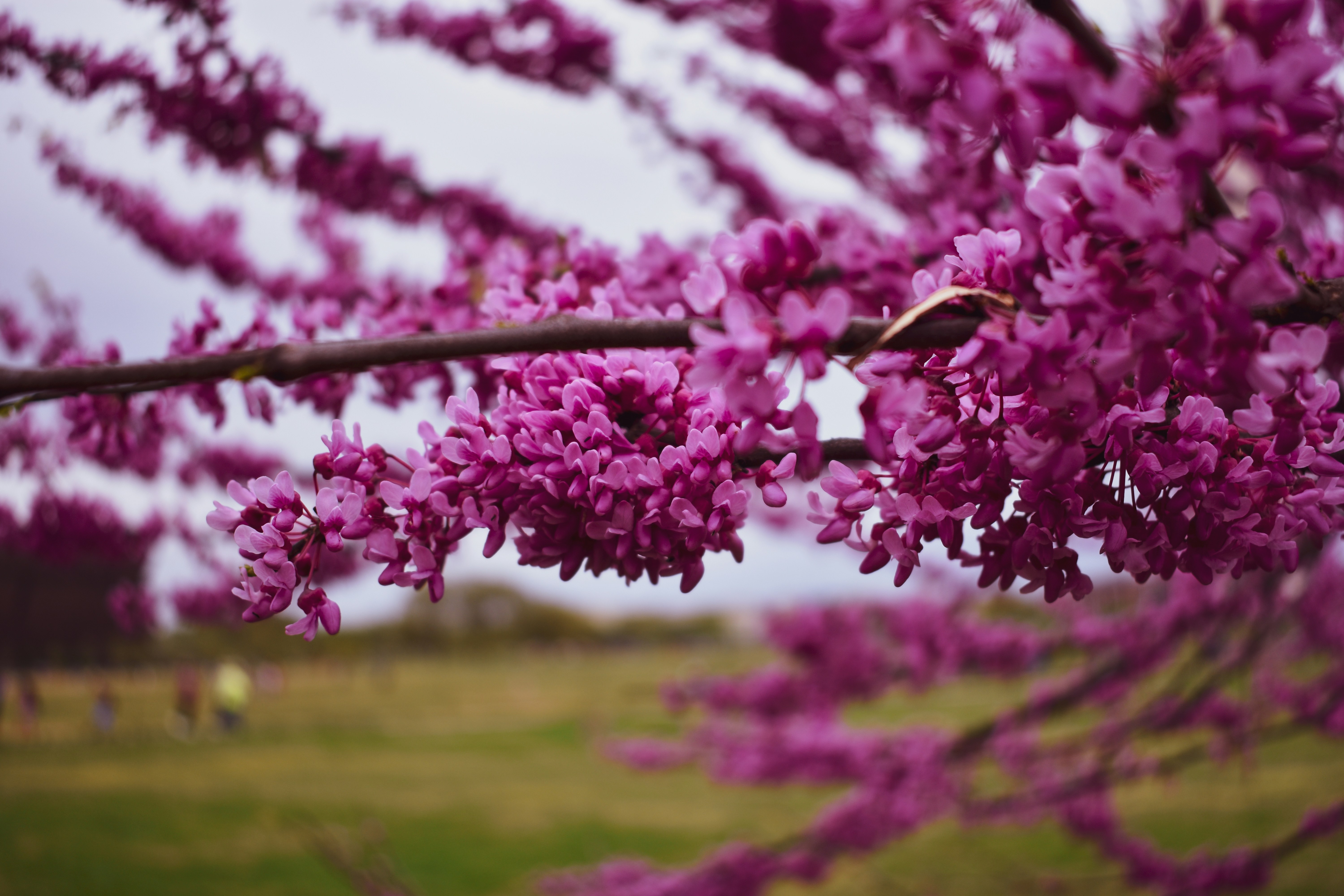 木の枝にピンクと白の花の写真 Unsplashで見つけるワシントンの無料写真