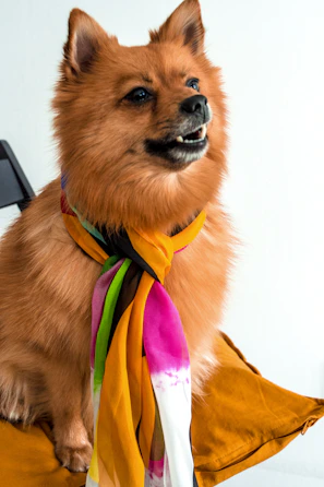A cheerful small dog wearing a colorful handmade sweater sitting on a bright cushion.