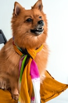 A fluffy, brown dog with pointed ears sits on a chair adorned with an orange cushion. Around its neck is a colorful scarf featuring shades of orange, pink, and green. The dog appears to be smiling with its mouth slightly open.