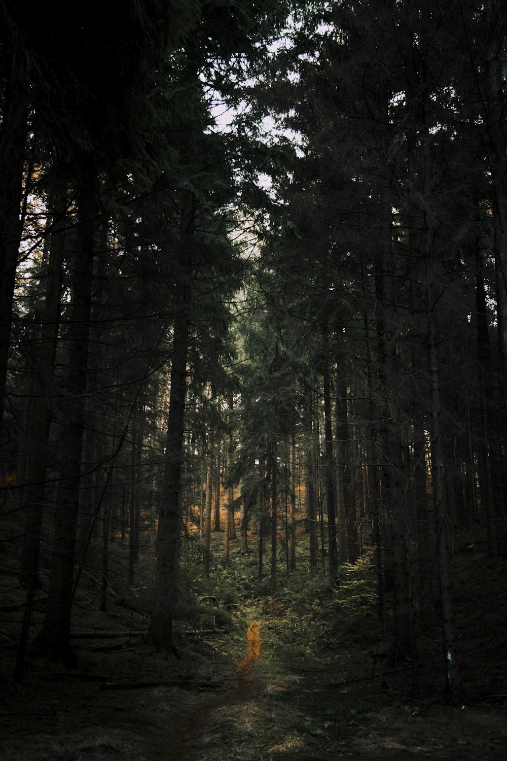 green trees in forest during daytime