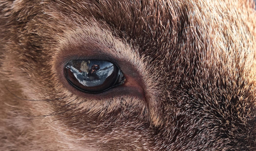 close up photo of animal eye