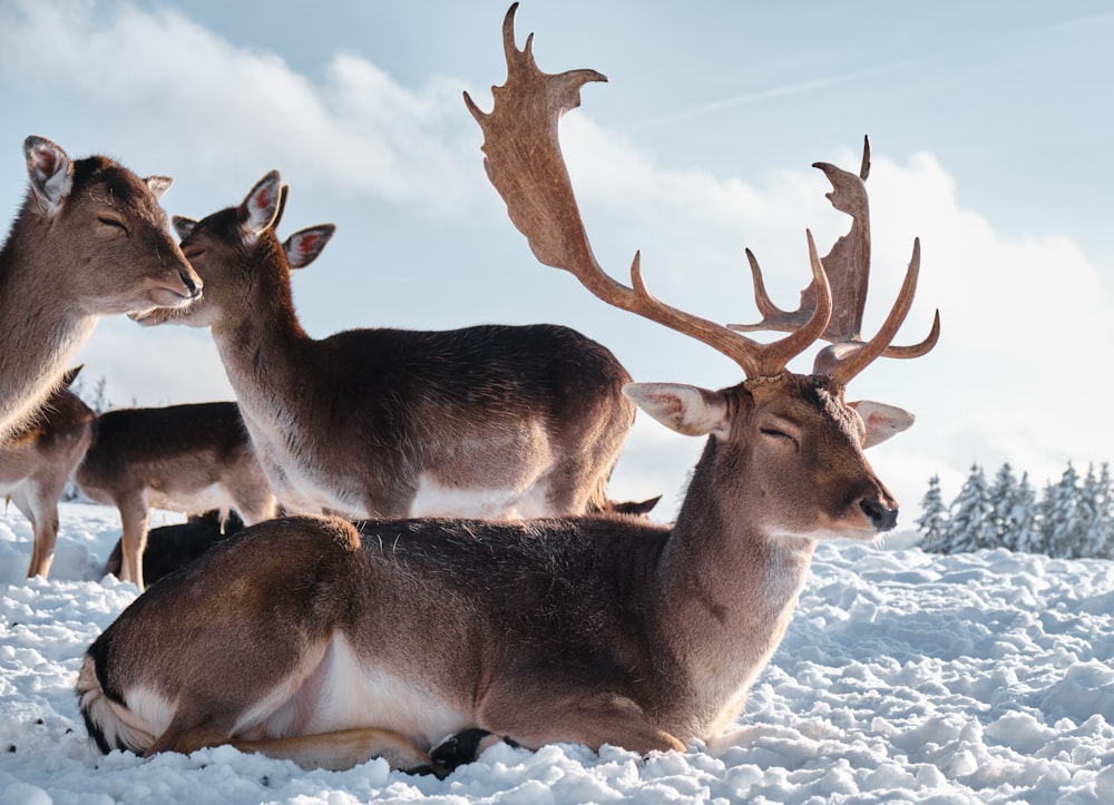 brown deer on white snow during daytime