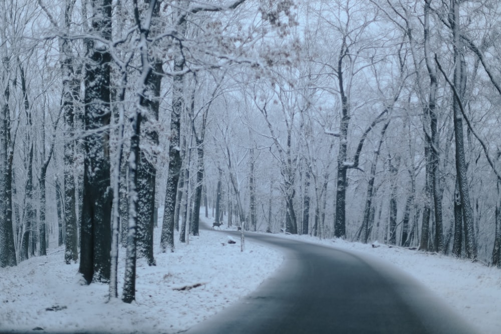 Carretera cubierta de nieve entre árboles durante el día