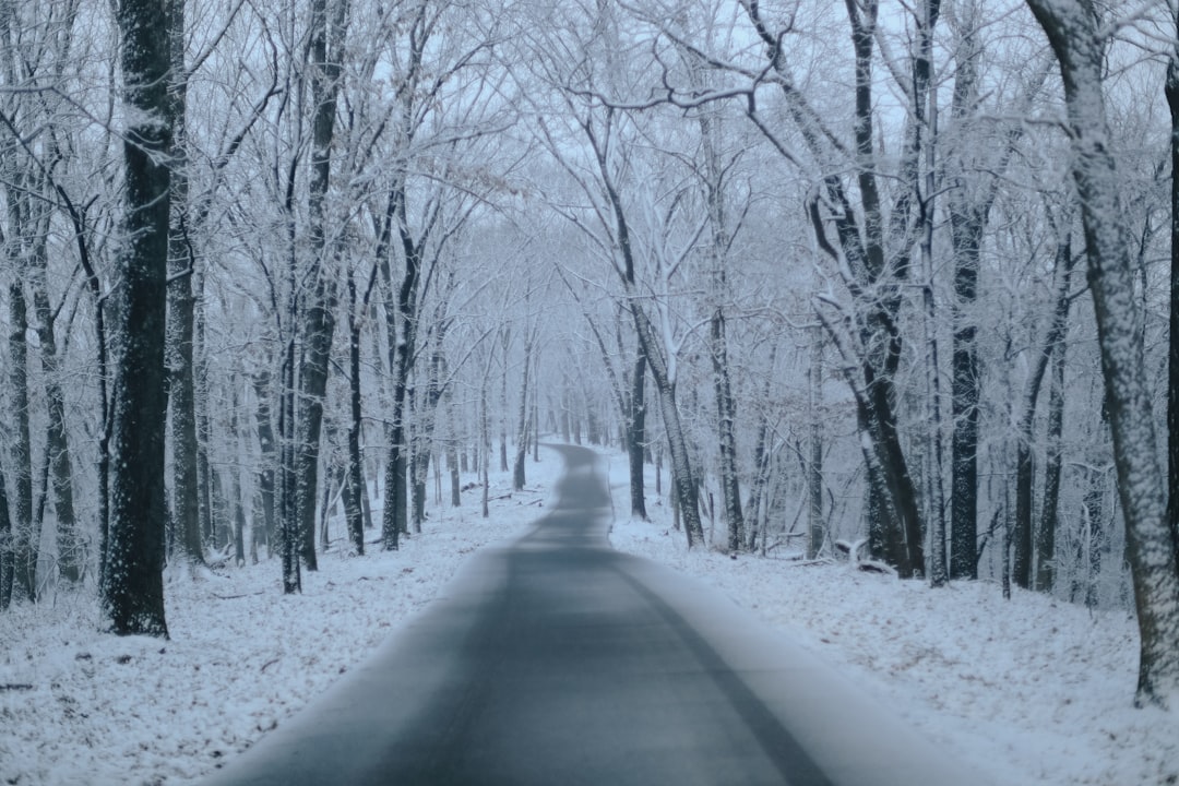 snow covered road between bare trees during daytime