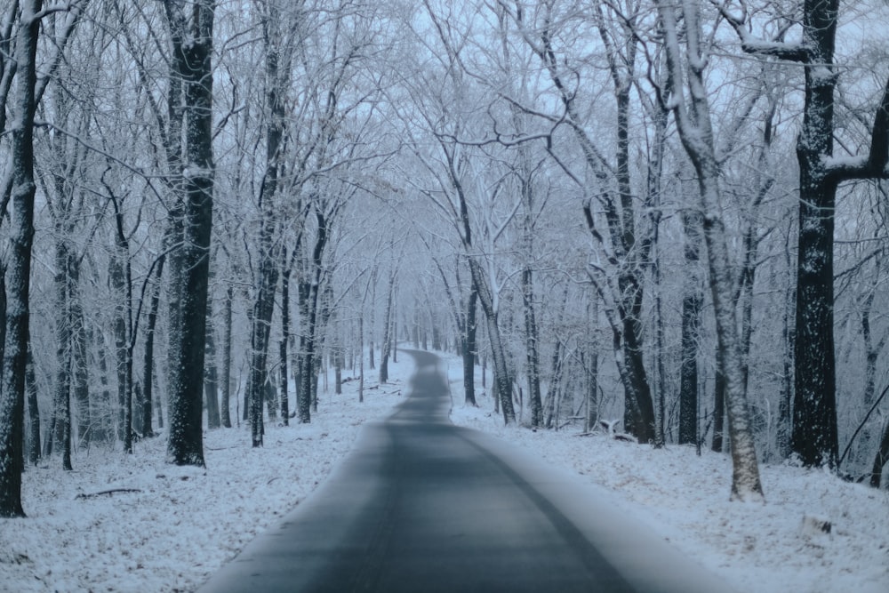 Carretera cubierta de nieve entre árboles desnudos durante el día