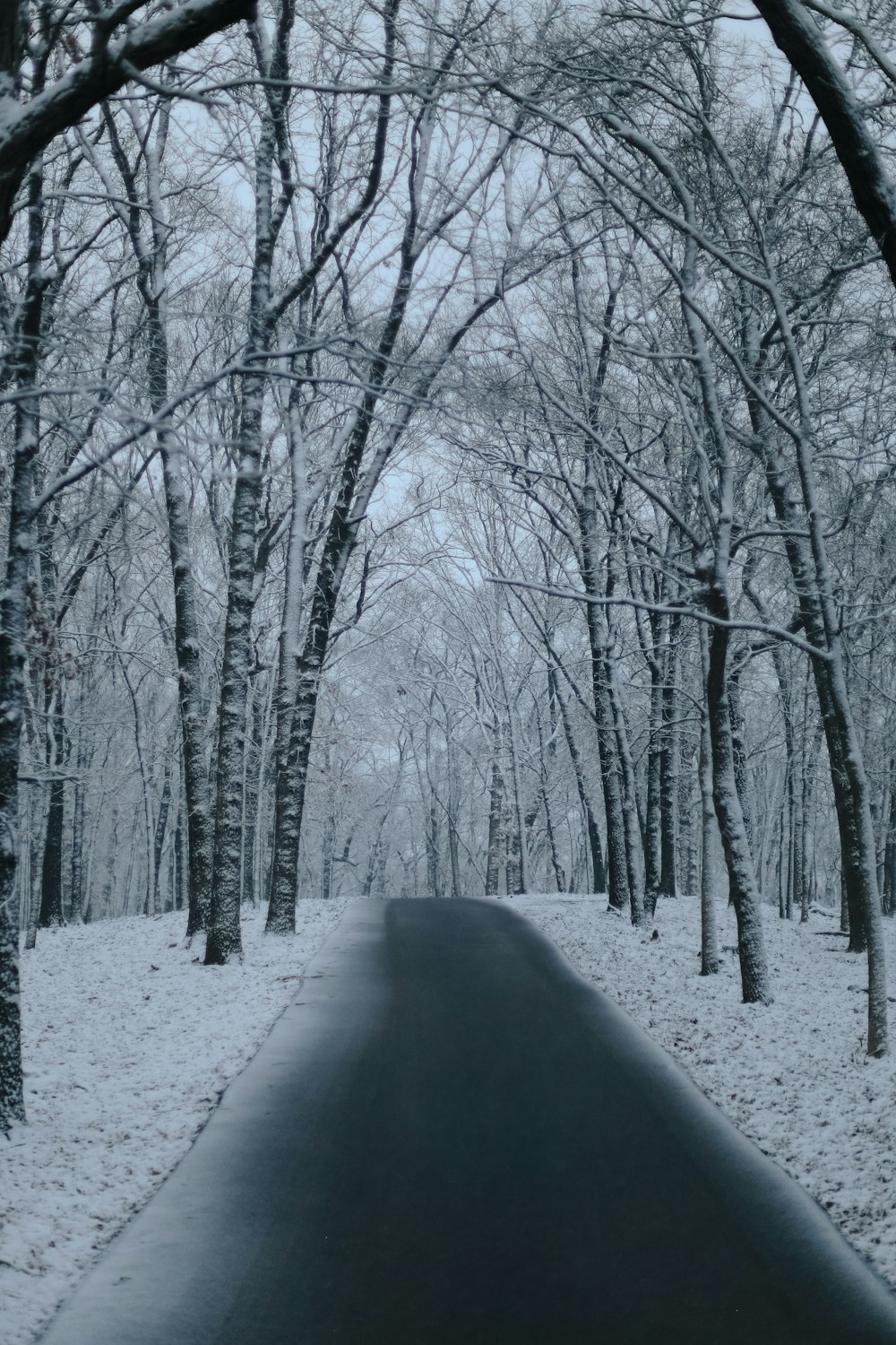 snow covered road between bare trees during daytime