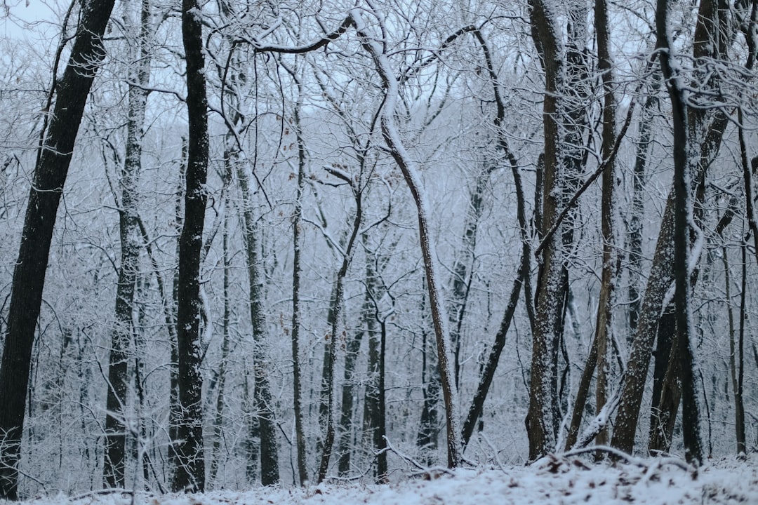 bare trees covered with snow during daytime