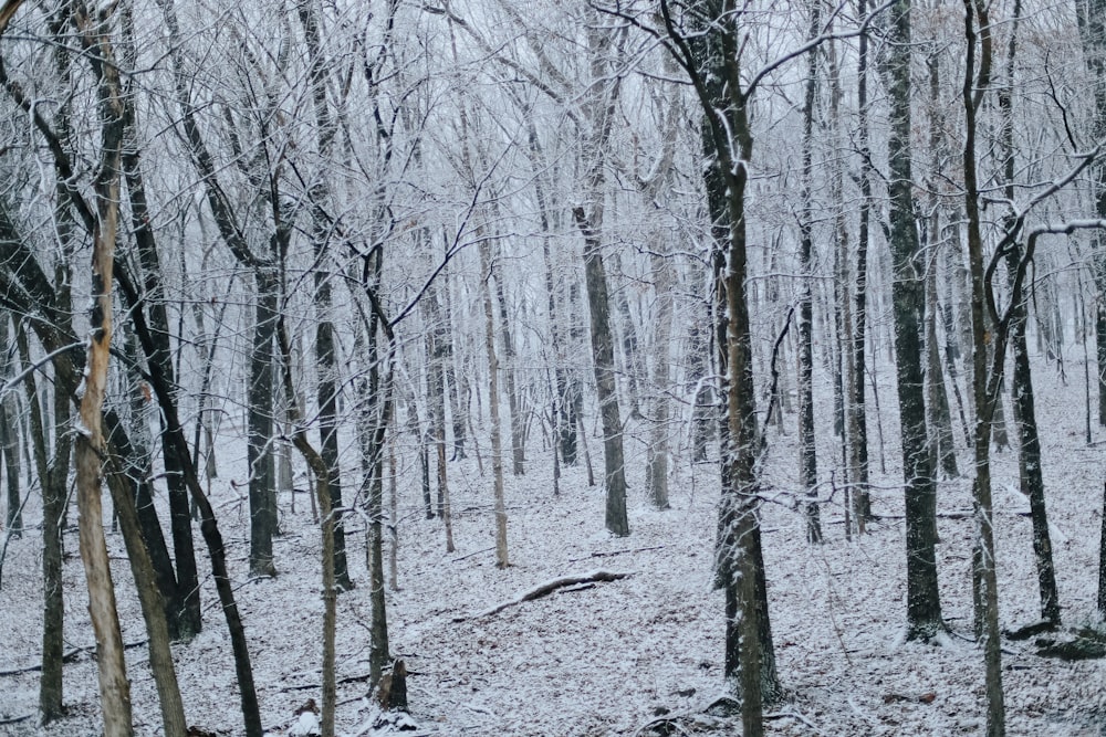 bare trees covered with snow during daytime