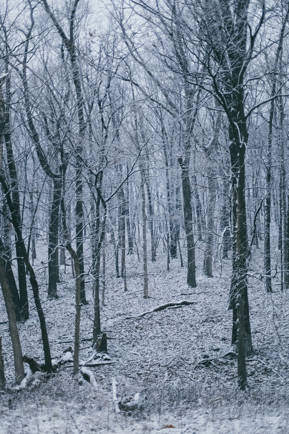 black bare trees on snow covered ground during daytime