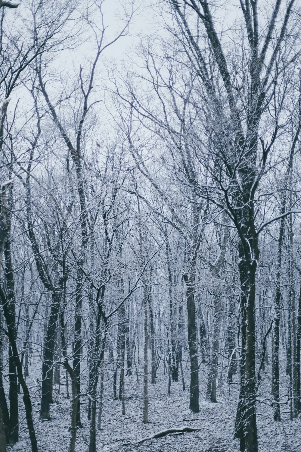 bare trees covered with snow