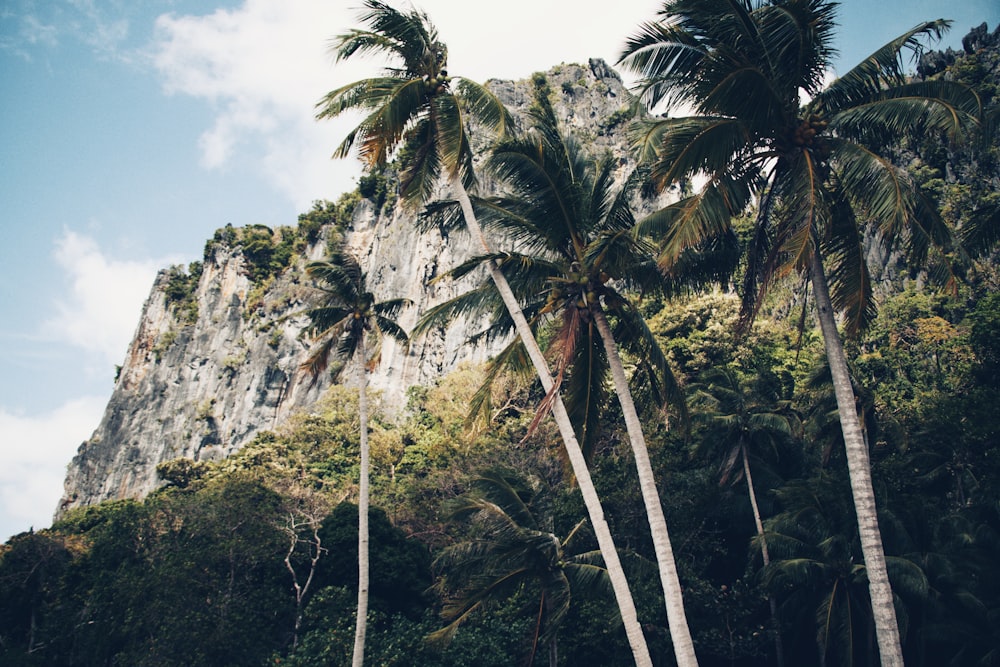 green palm tree near rocky mountain during daytime