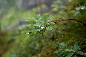 green leaves in tilt shift lens