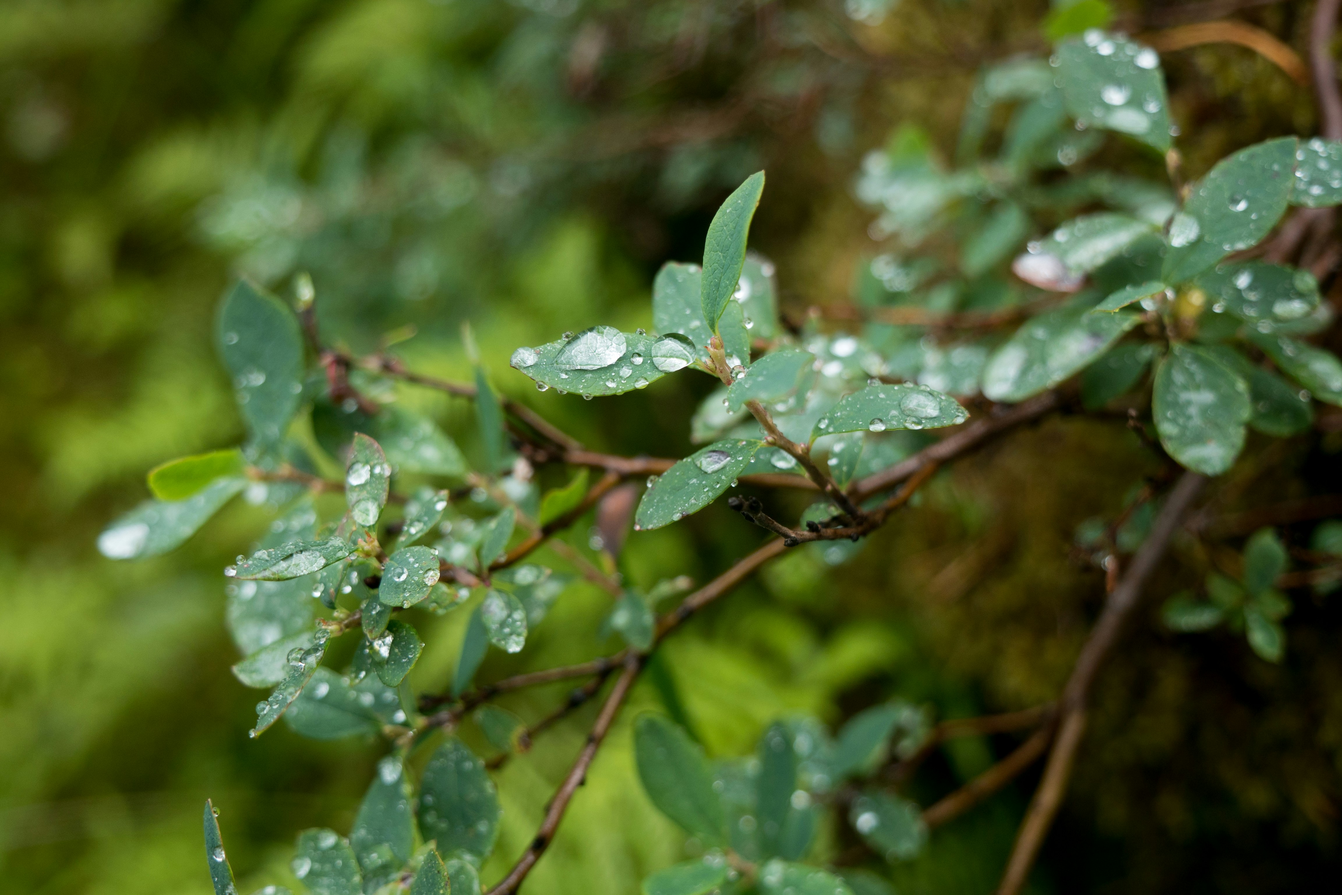 Photo by raimondklavins