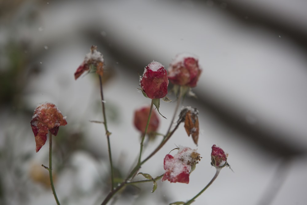 red and white flower in tilt shift lens