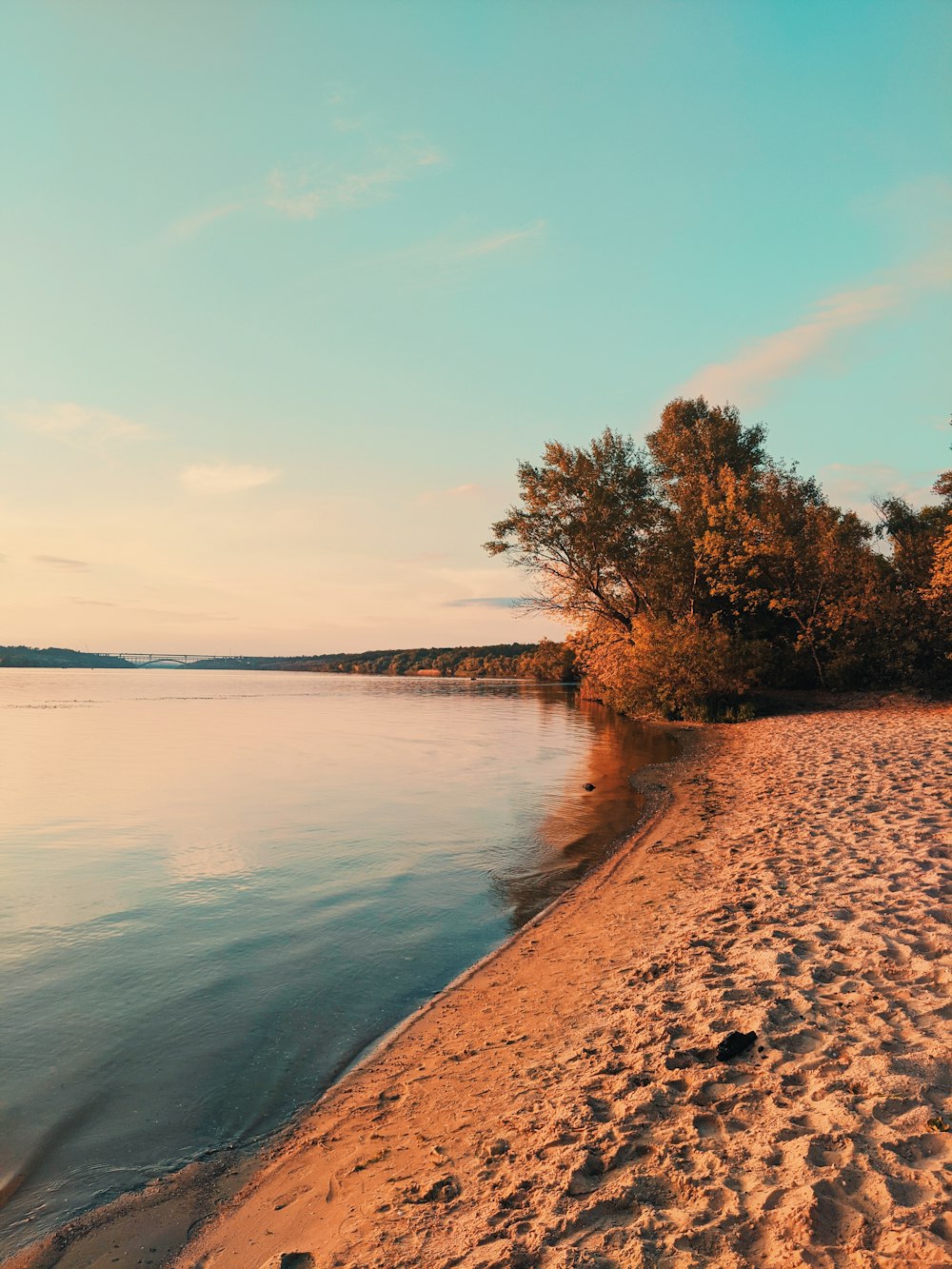 brown trees near body of water during daytime