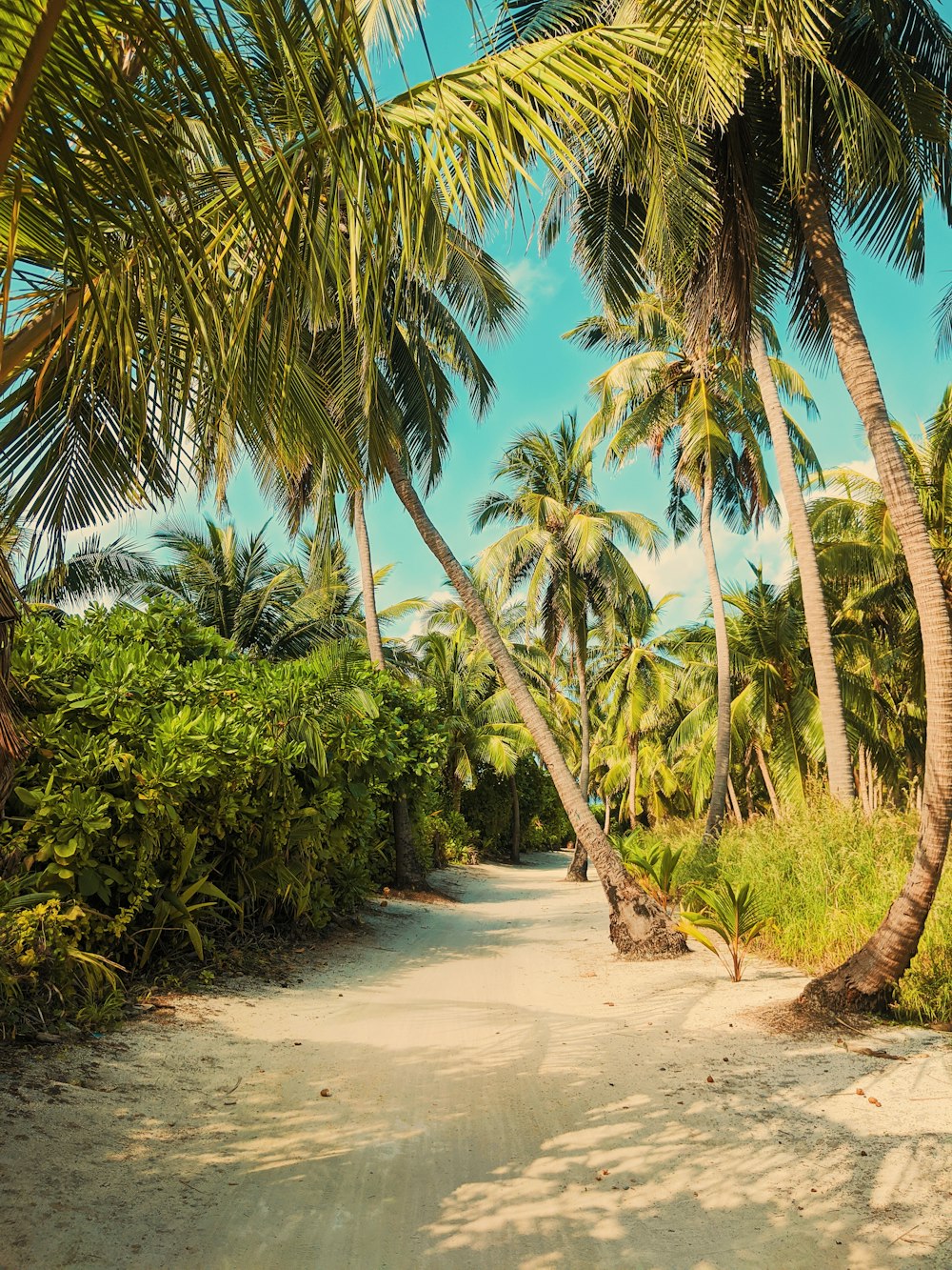 green coconut palm trees on brown sand during daytime