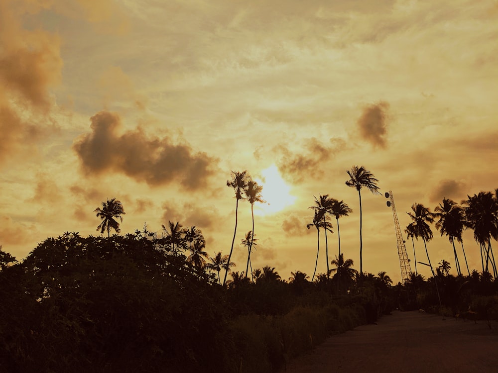 silhouette of trees under cloudy sky during daytime