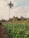 A lush green farm with neatly arranged rows of plants supported by wooden stakes and netting. In the background, tall palm trees rise against a partly cloudy sky, creating a serene agricultural landscape.