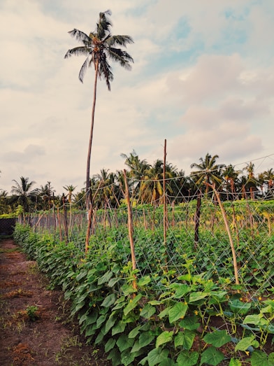A bustling Malaysian farm with ripe tropical fruits ready for export, showcasing modern agricultural technology.