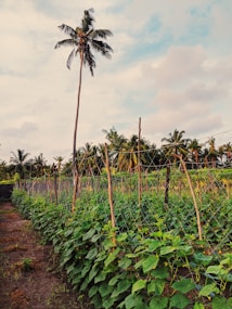 A lush green farm with neatly arranged rows of plants supported by wooden stakes and netting. In the background, tall palm trees rise against a partly cloudy sky, creating a serene agricultural landscape.