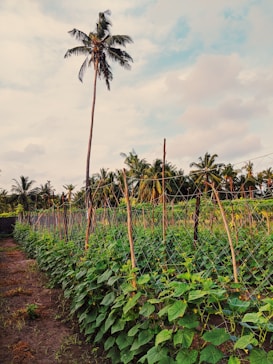 A lush green farm with neatly arranged rows of plants supported by wooden stakes and netting. In the background, tall palm trees rise against a partly cloudy sky, creating a serene agricultural landscape.