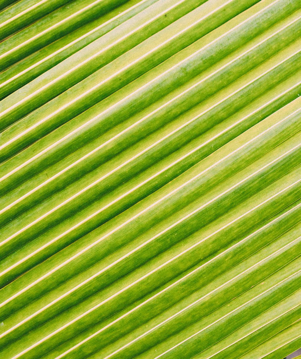 green and white striped textile