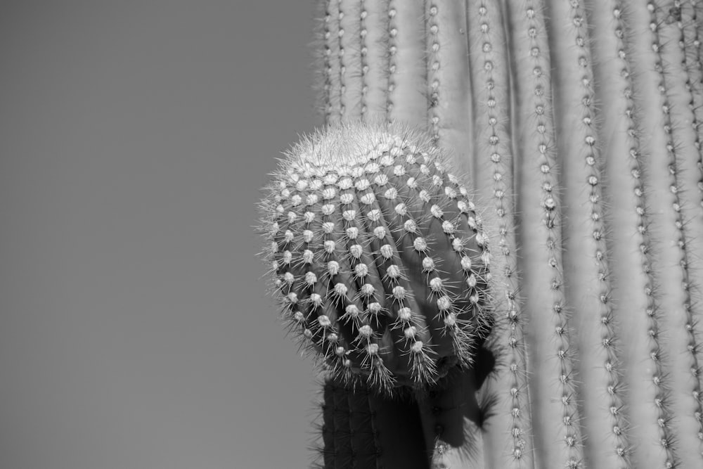 grayscale photo of cactus plant