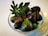 A clear glass bowl filled with ripe, dark purple figs, some with a hint of green. A fresh fig leaf is placed on top of the figs, adding a touch of greenery to the arrangement. The white background enhances the vibrant colors of the fruit and the leaf.