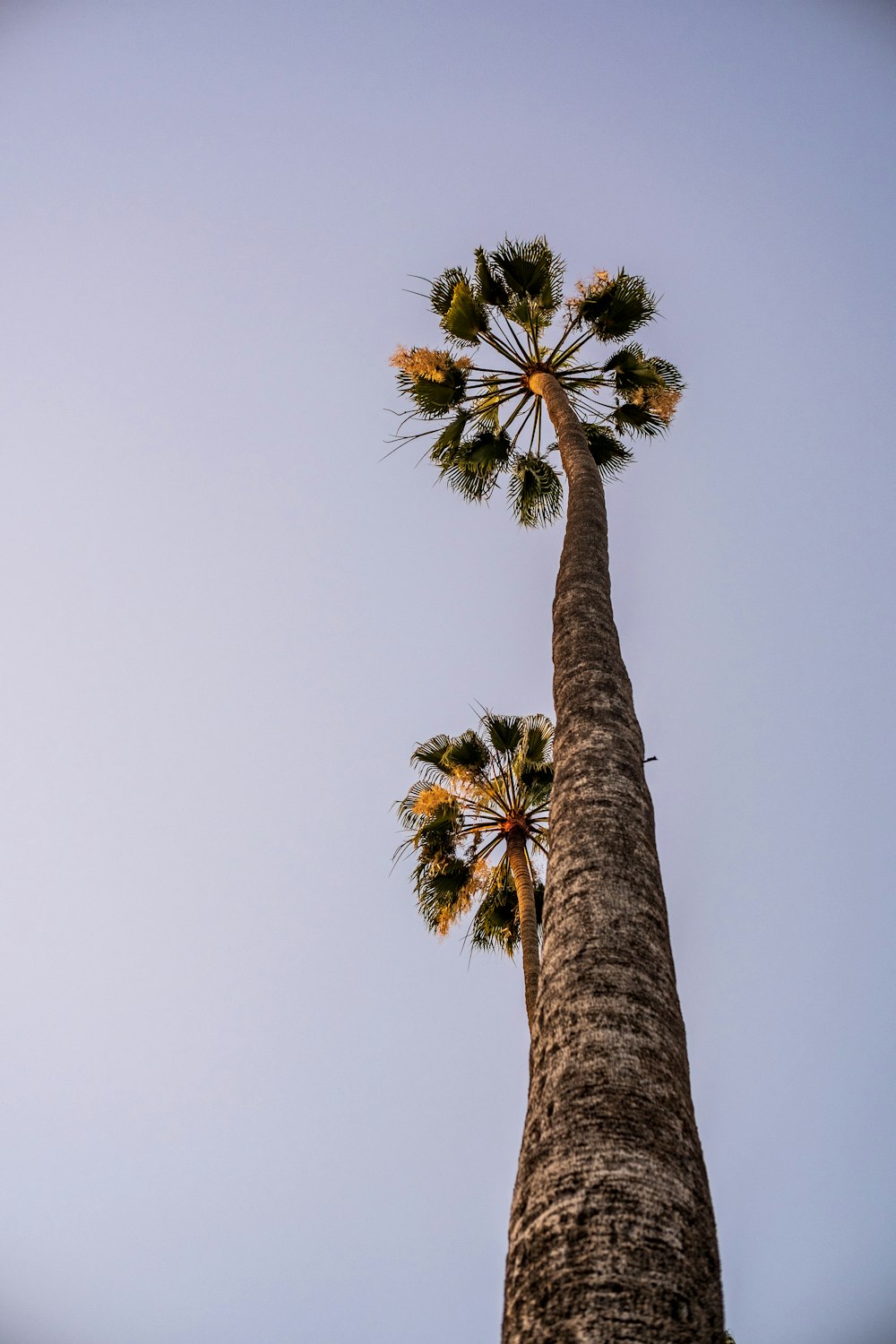 low angle photography of brown and white tree