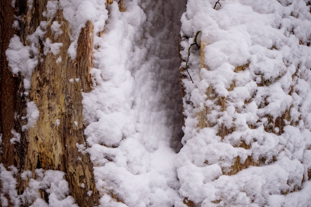 snow covered trees during daytime