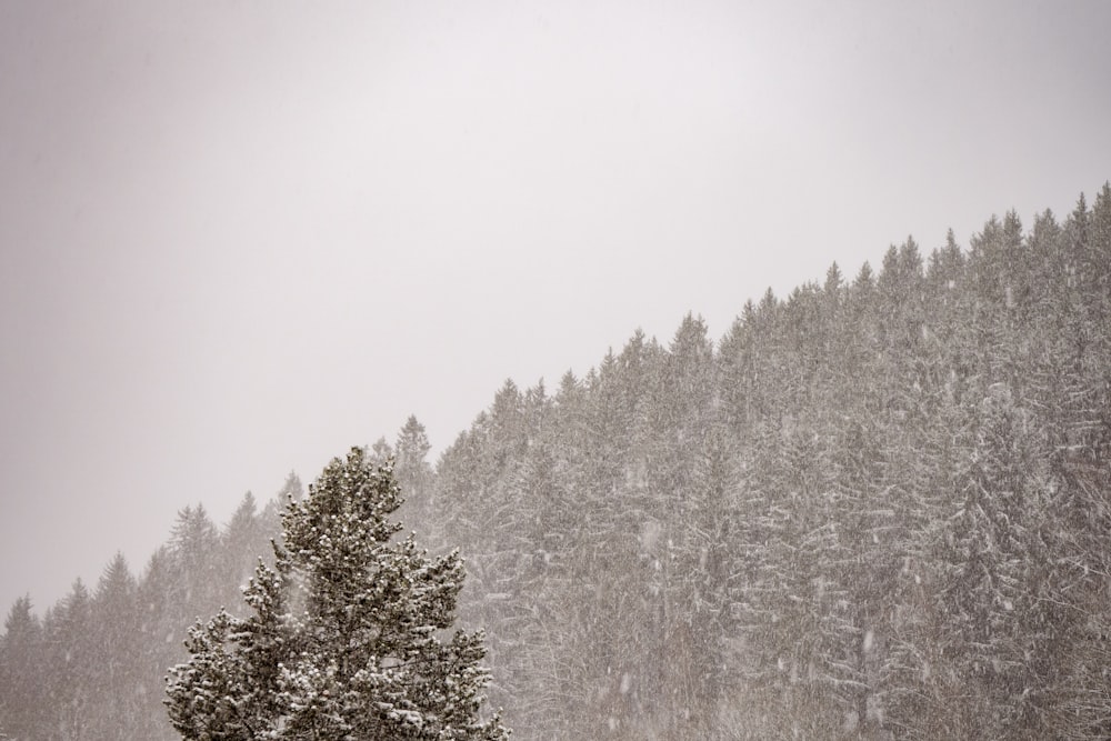 snow covered trees during daytime