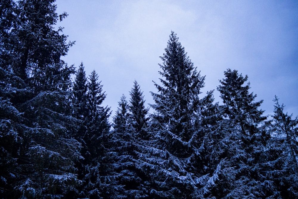 green pine trees under white clouds