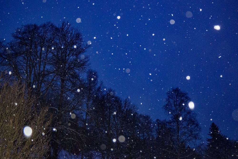 silhouette of trees under blue sky during night time