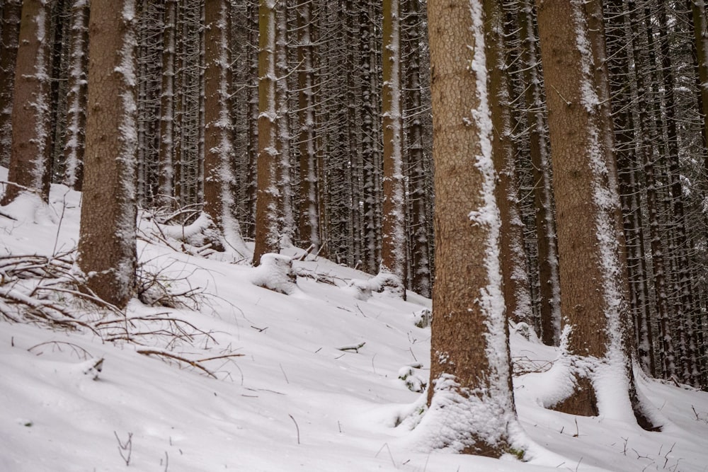 brown trees on snow covered ground during daytime