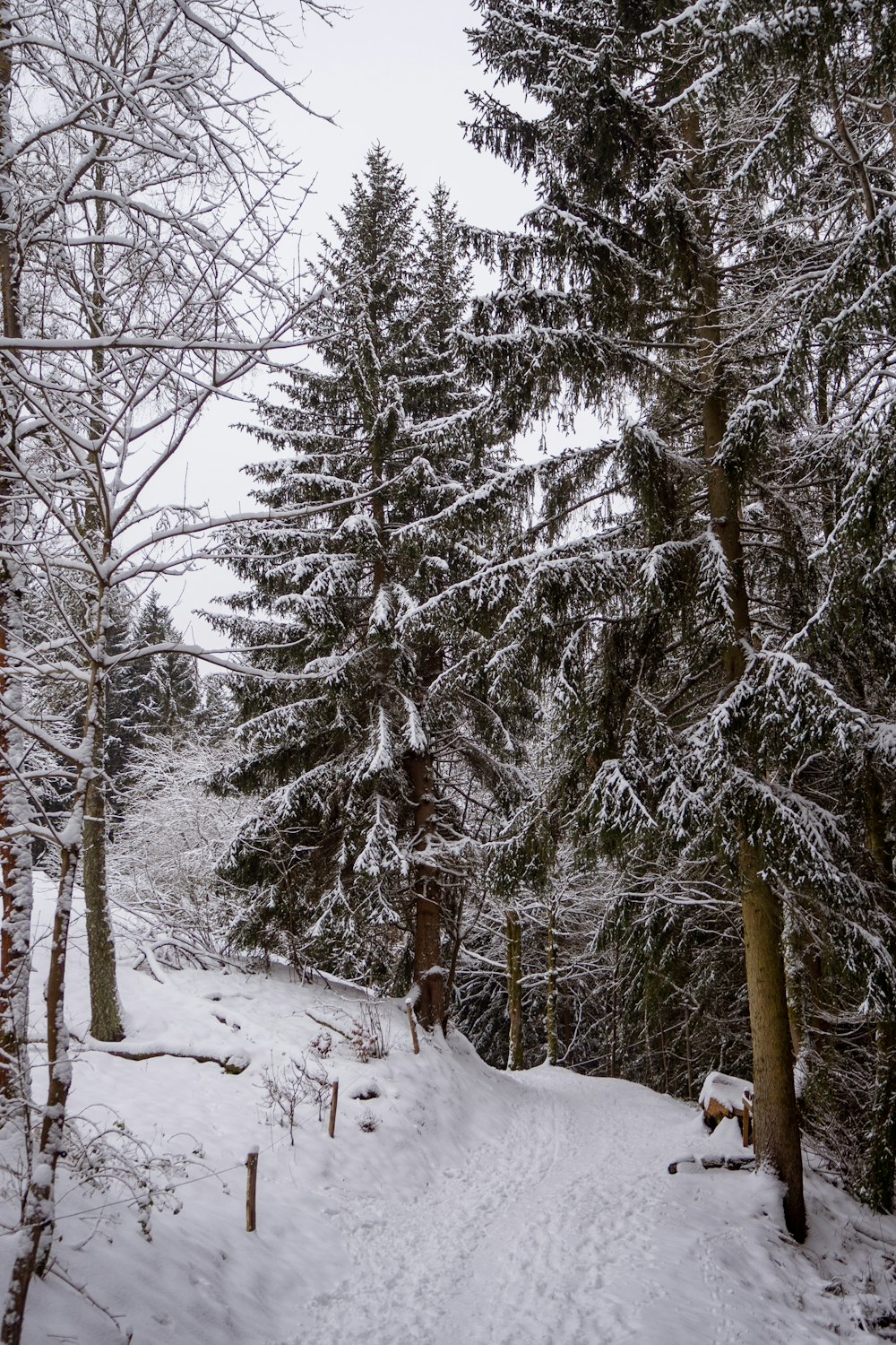 snow covered trees during daytime