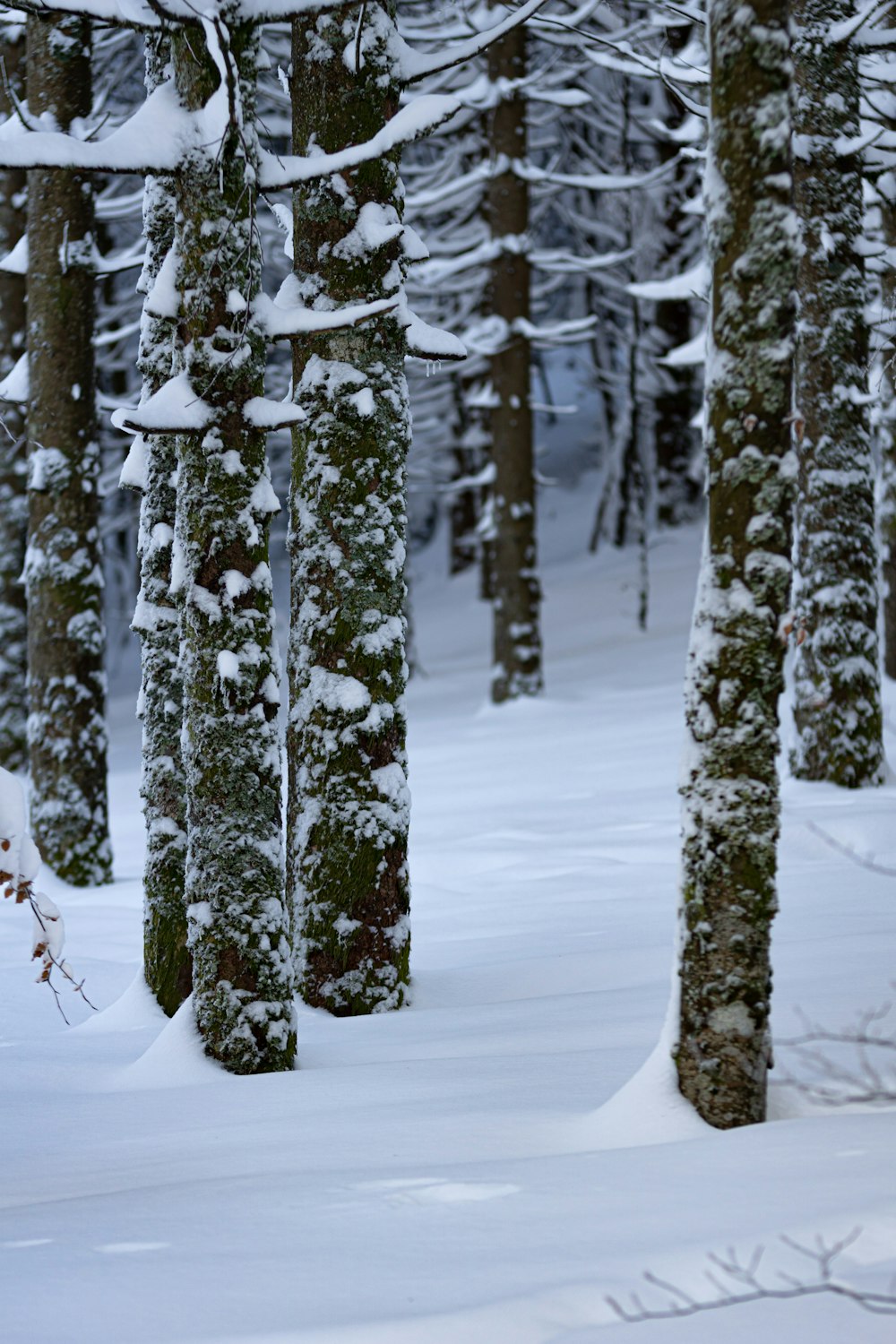 snow covered pine tree during daytime