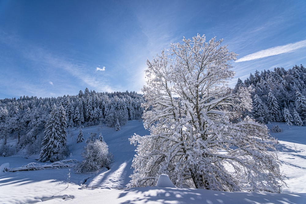 snow covered trees under blue sky during daytime