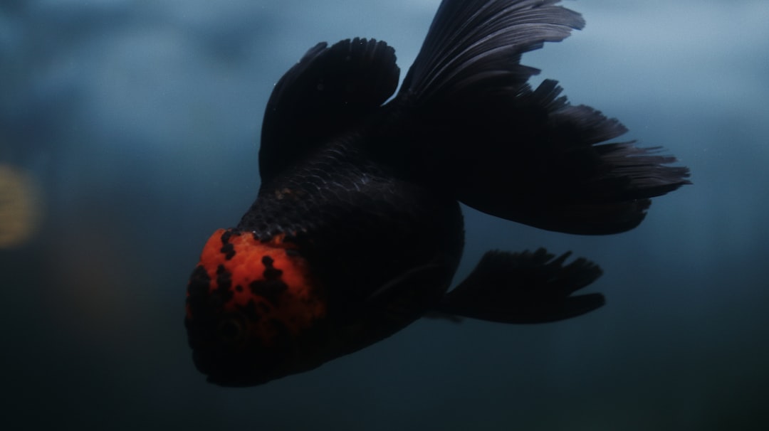 black and orange fish in water