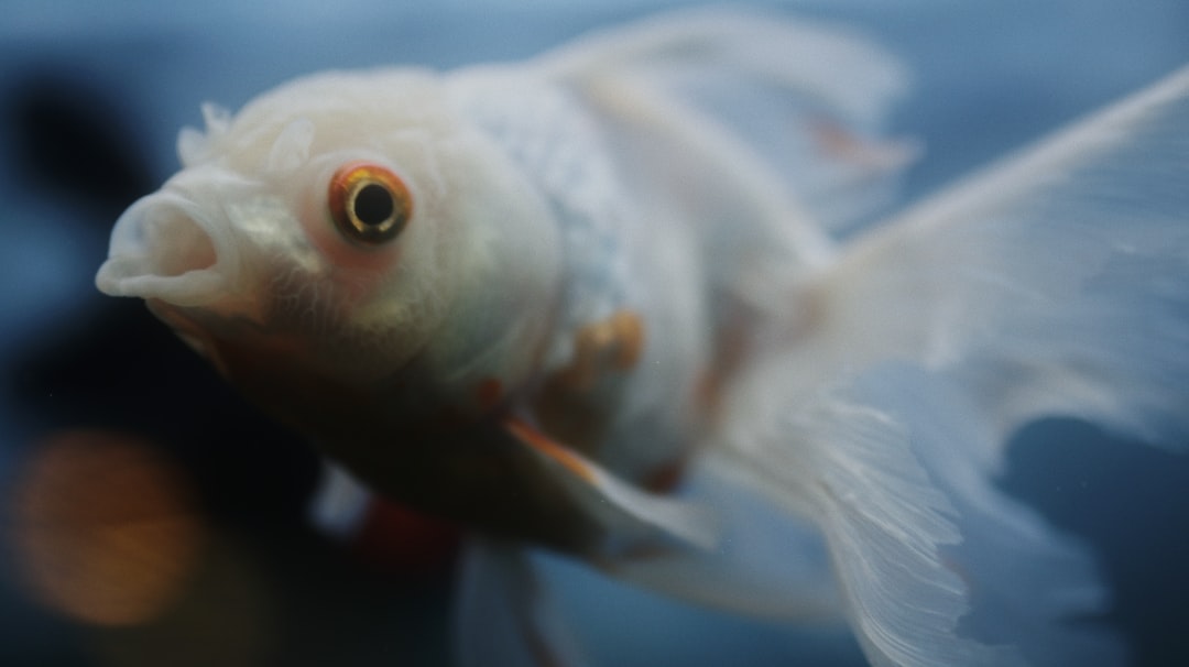 white and orange fish in water