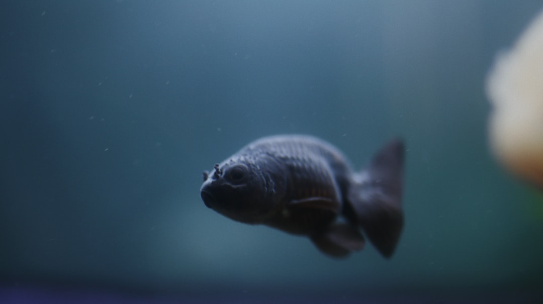 black and gray fish in water