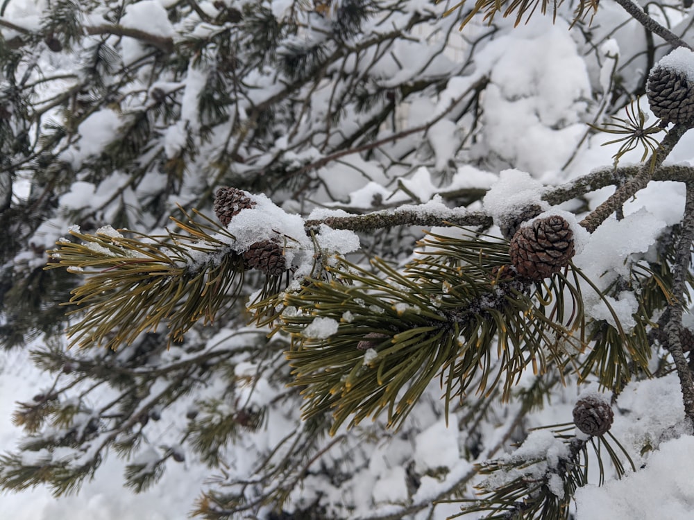 brown pine cone on brown tree branch covered with snow