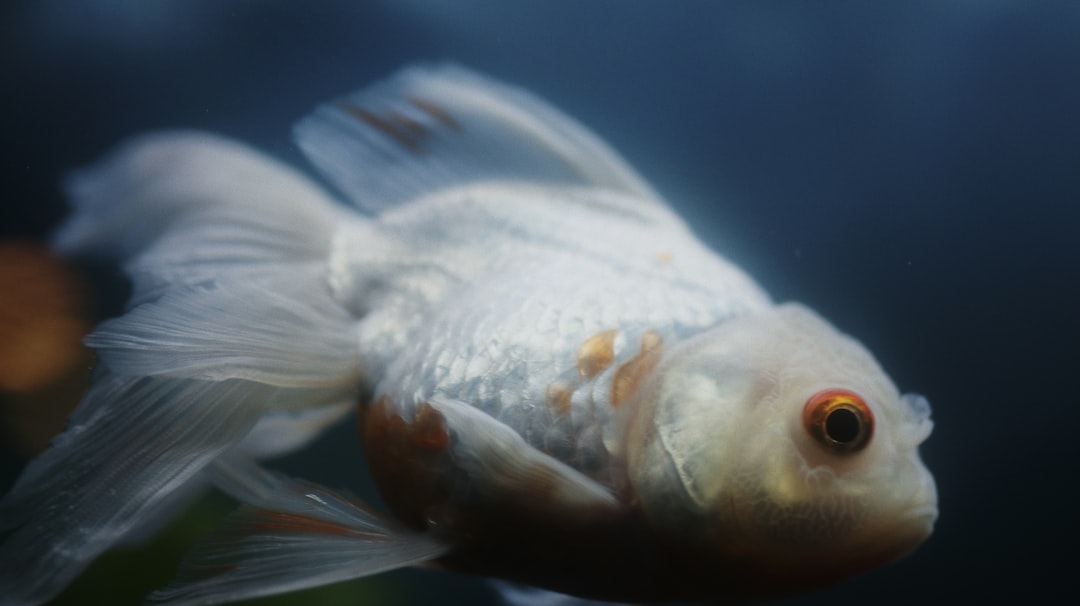 white and orange koi fish