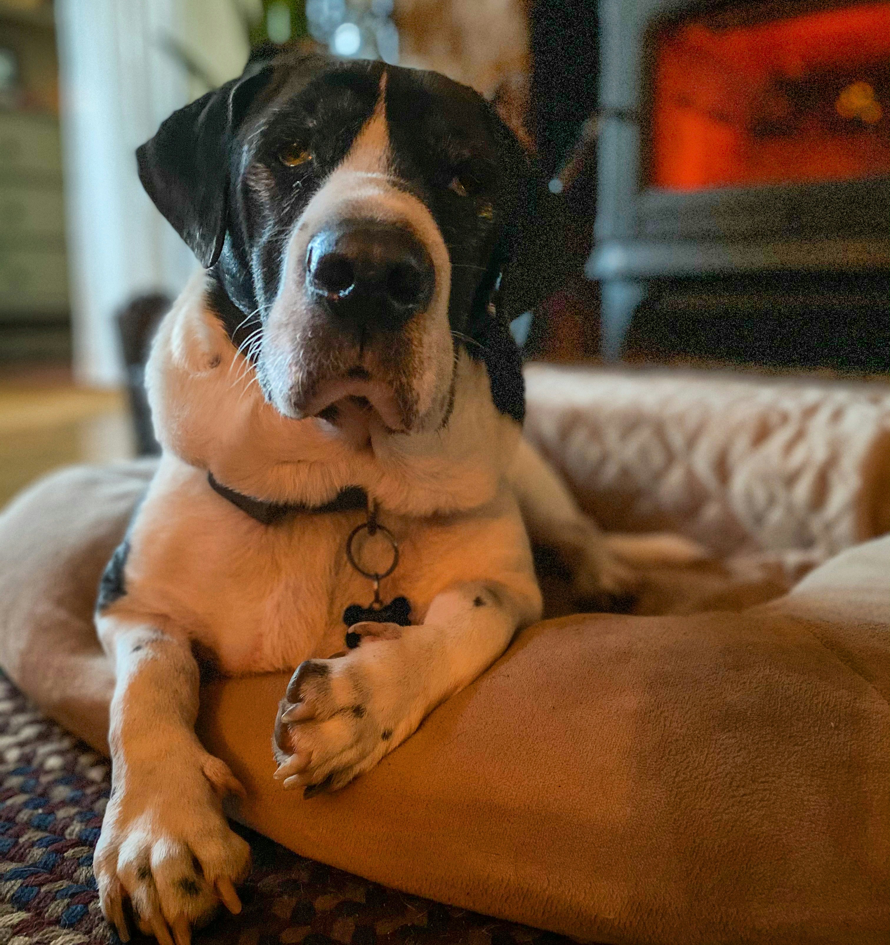 bassett hound lifespan