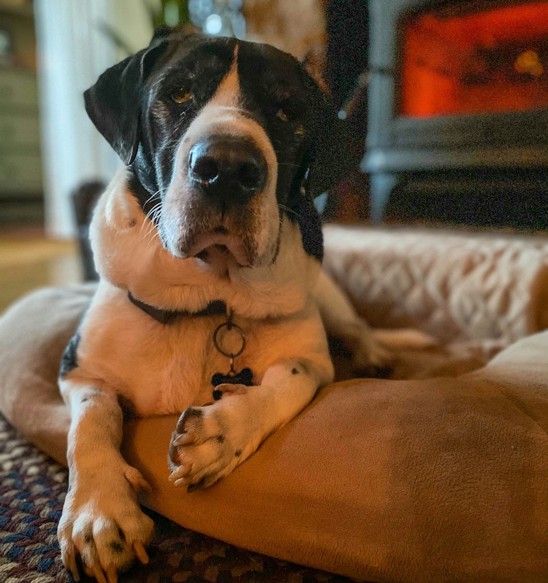  black and white short coated dog lying on brown textile walrus