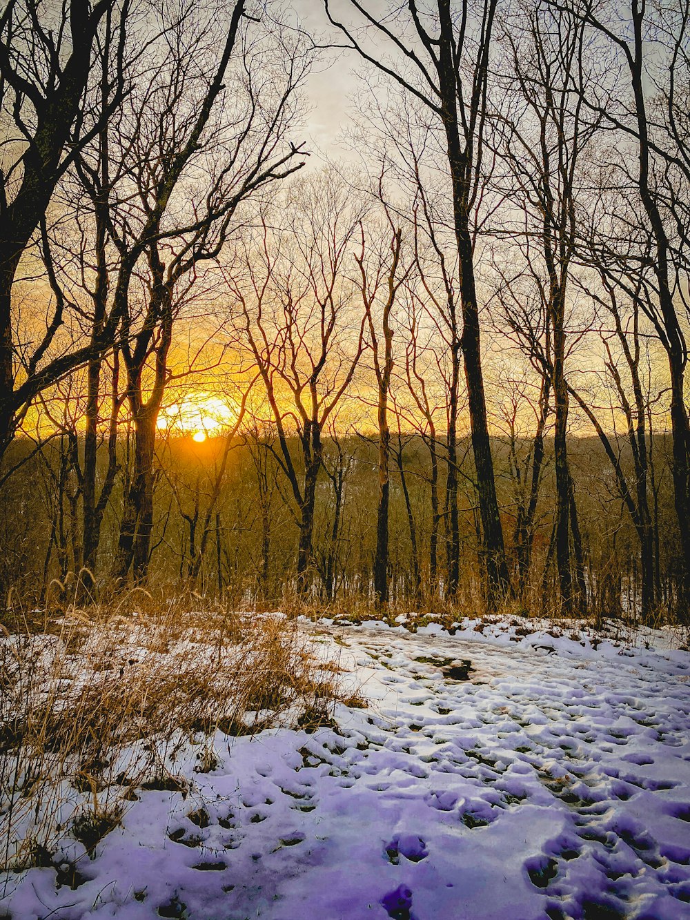 snow covered field with trees during sunset