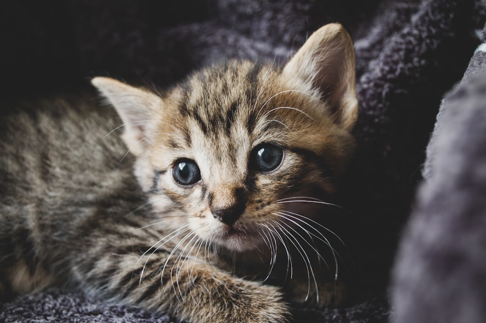 brown tabby kitten on black textile