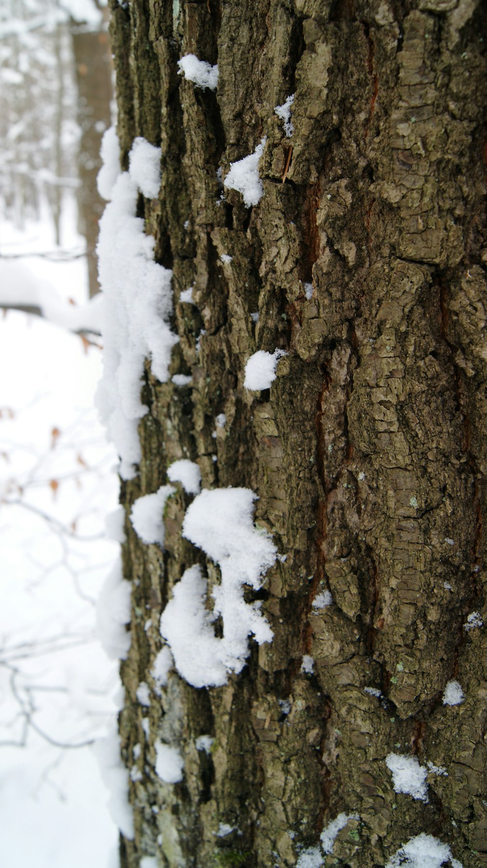 brown tree trunk covered with snow