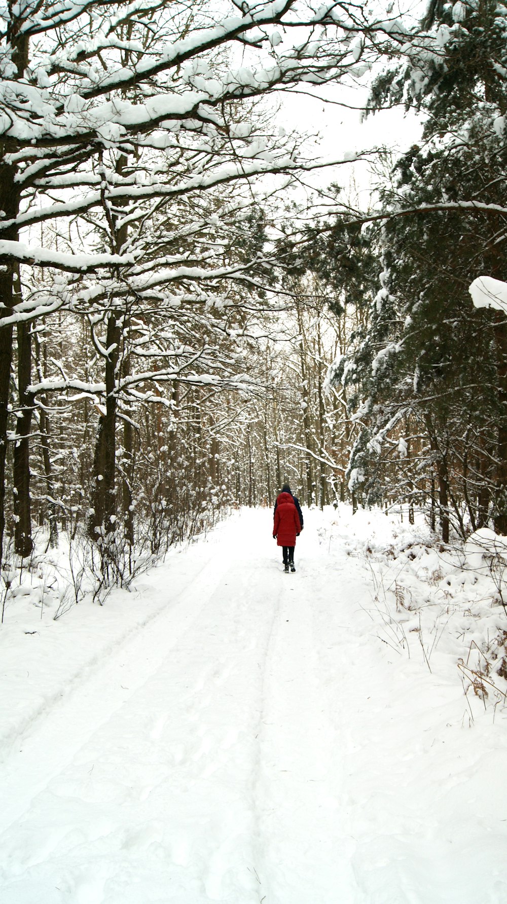 person in red jacket walking on snow covered pathway between bare trees during daytime