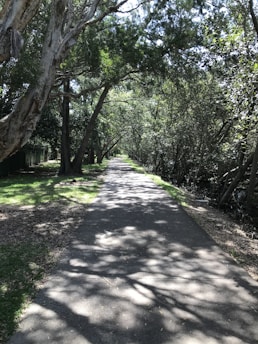 A shaded pathway flanked by tall trees with lush green foliage creating a natural canopy overhead. Sunlight filters through the leaves, creating dappled patterns on the paved path.